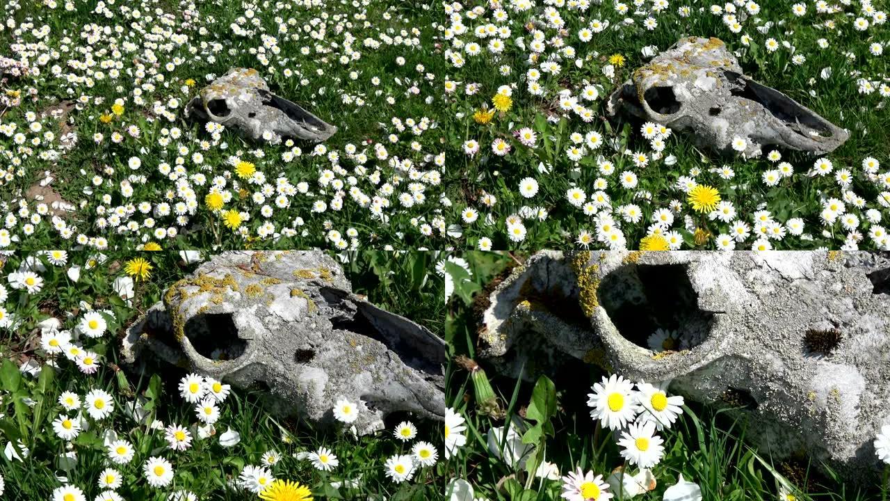 草地上的马头骨颅骨与开花的雏菊，放大
