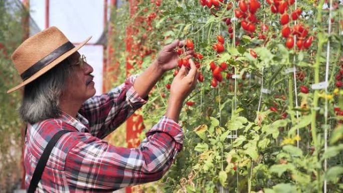 农业工人和一箱西红柿在前面，在温室里工作，收获西红柿。