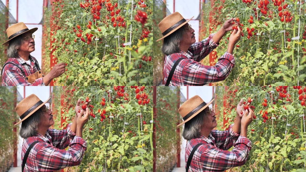 农业工人和一箱西红柿在前面，在温室里工作，收获西红柿。