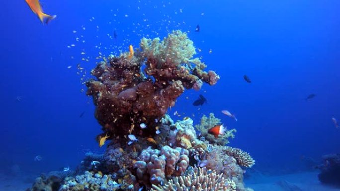 水下场景热带礁鱼群群鱼游泳海鱼海底