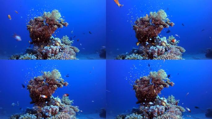 水下场景热带礁鱼群群鱼游泳海鱼海底