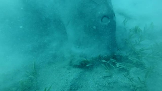 海牛 (Dugong dugon) 的肖像，他贪婪地吃海草在底部扬起淤泥云。水下拍摄，极端特写。红海