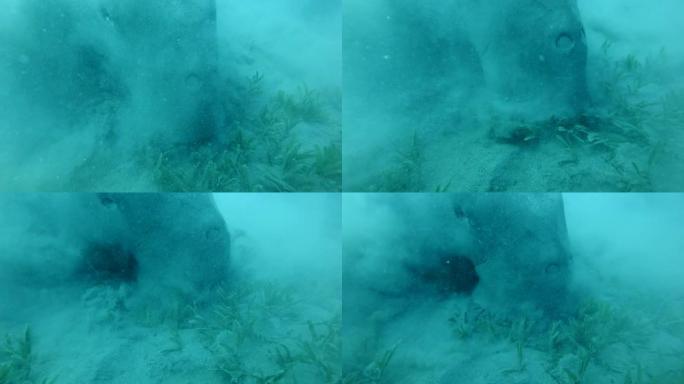 海牛 (Dugong dugon) 的肖像，他贪婪地吃海草在底部扬起淤泥云。水下拍摄，极端特写。红海