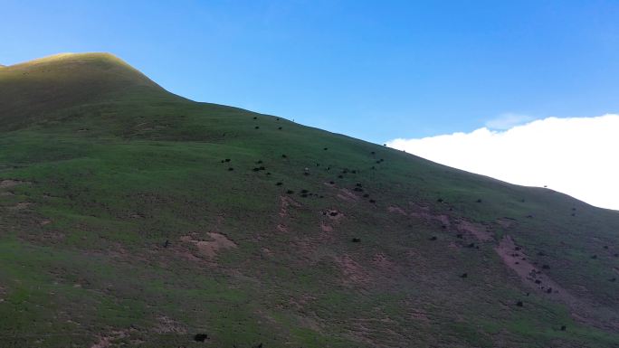 西藏放牧 草原牛群 内蒙古草原牛草场牧业