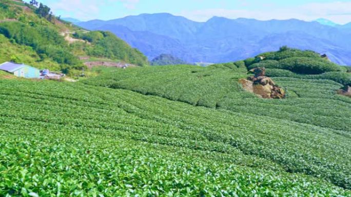 美丽的绿茶作物花园一排排蓝天云彩，为鲜茶产品背景设计理念