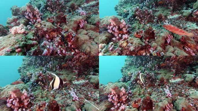 水下彩色软珊瑚礁热带鱼群海洋大海野生动物