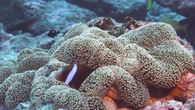 克拉克小丑鱼藏在地毯海葵里，潜水员的观点。诺梅亚，新喀里多尼亚