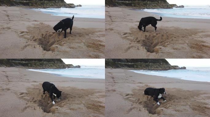狗在海滩上挖洞狗在海滩上挖洞沙滩