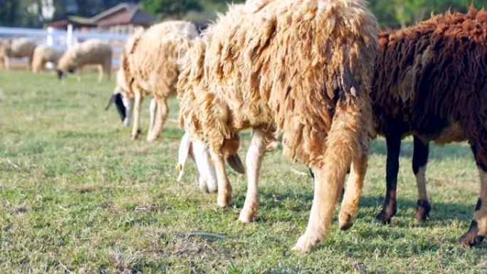 在农场放牧的绵羊农场放牧的绵羊吃草