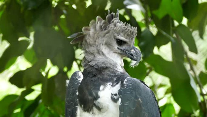 Harpy Eagle停止装饰，并将羽绒被羽毛卡在喙中