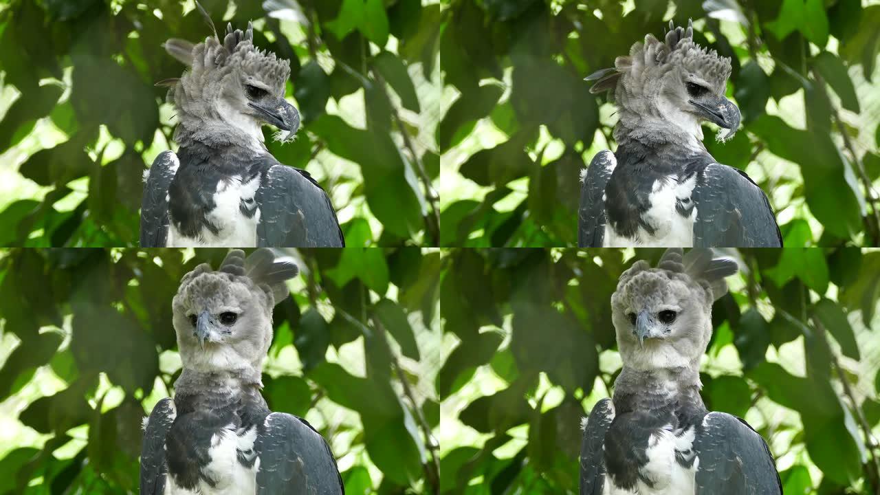 Harpy Eagle停止装饰，并将羽绒被羽毛卡在喙中