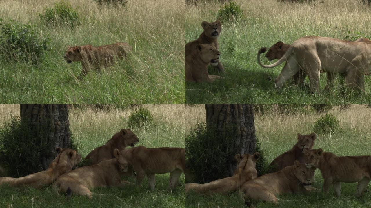 狮子走向他的家人一只狮子一群狮子视频素材