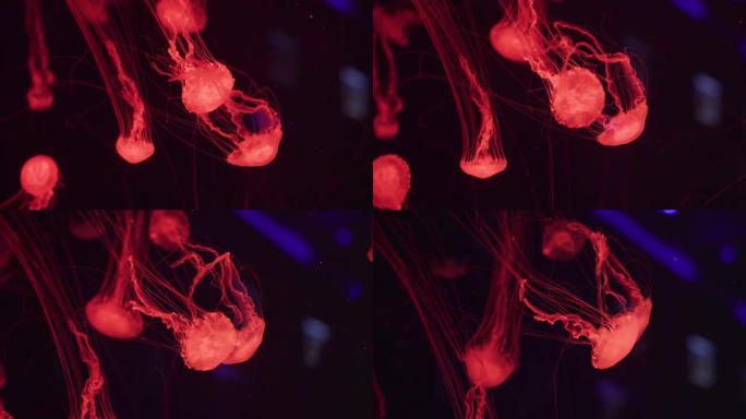 一群漂浮在水下的红色水母 (Chrysaora Pacifica)。