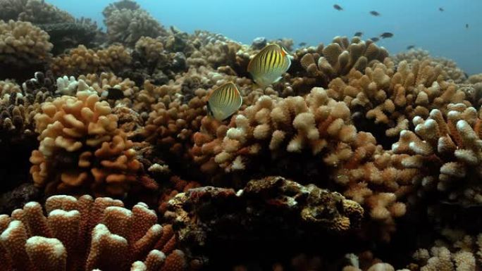 太平洋珊瑚礁附近的帆鳍唐鱼。法属波利尼西亚大溪地附近的水下生活。在清澈的水中潜水-4K
