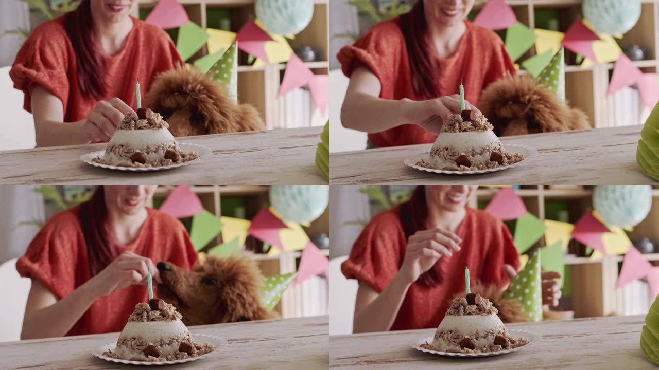 兴奋的狗要他的生日蛋糕