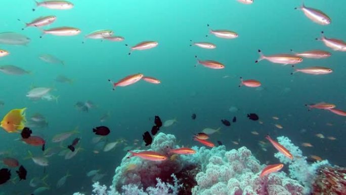 海底深处的软珊瑚礁，有大量的热带鱼