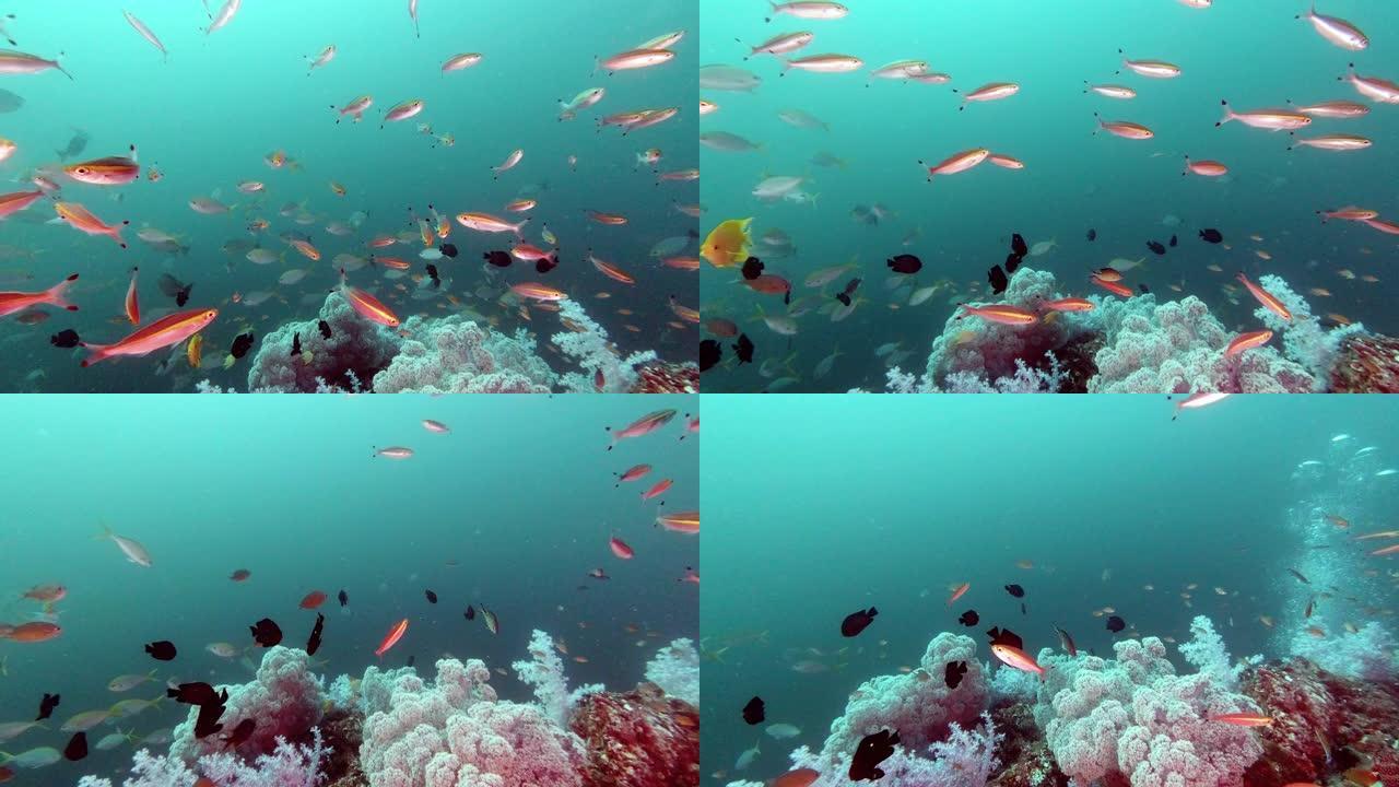 海底深处的软珊瑚礁，有大量的热带鱼