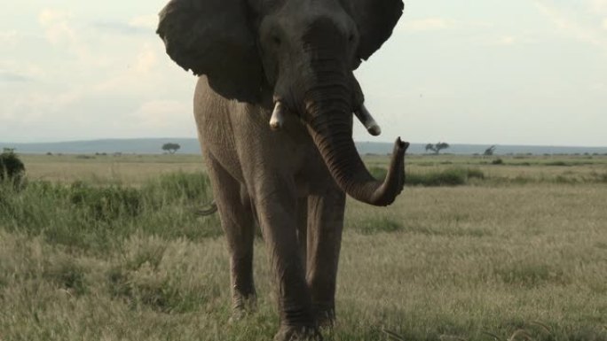 非洲象 (Loxodonta africana) 威胁