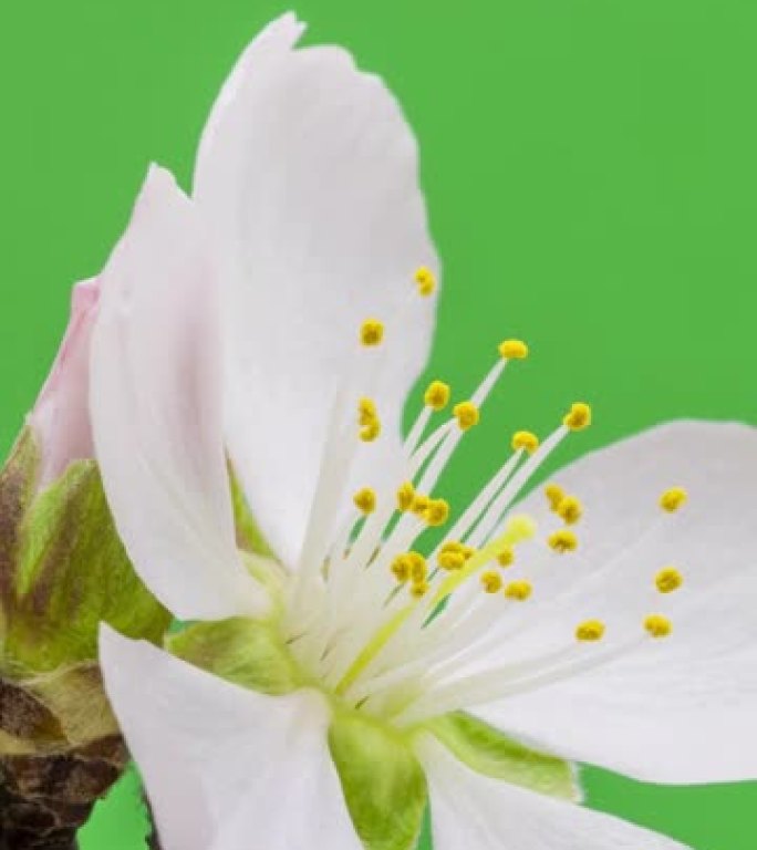 杏花的4k垂直延时开花并在绿色背景上生长。杏李盛开的花。9:16比例的垂直时间流逝手机和社交媒体准备