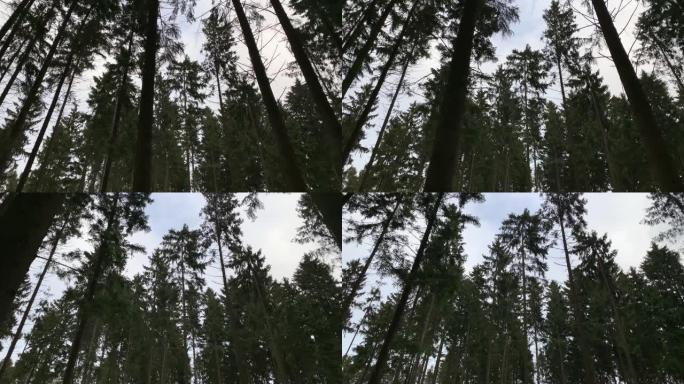 相机在冬季森林中的高大冷杉树中行走。看看枞树的树冠。当我们走进或走过像森林这样的童话故事时，万向节稳