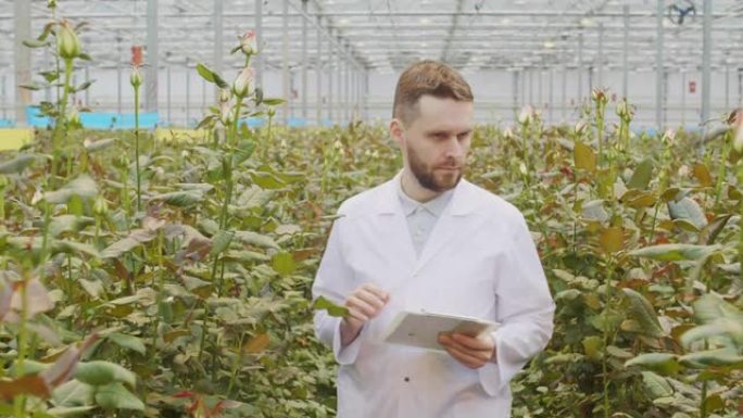 植物生物学家检查工业温室中的植物