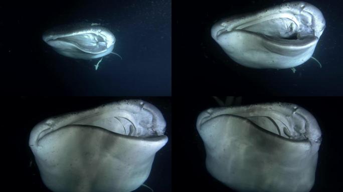 鲸鲨 (Rhincodon typus) 在夜间张开嘴喂养磷虾，印度洋，马尔代夫，亚洲