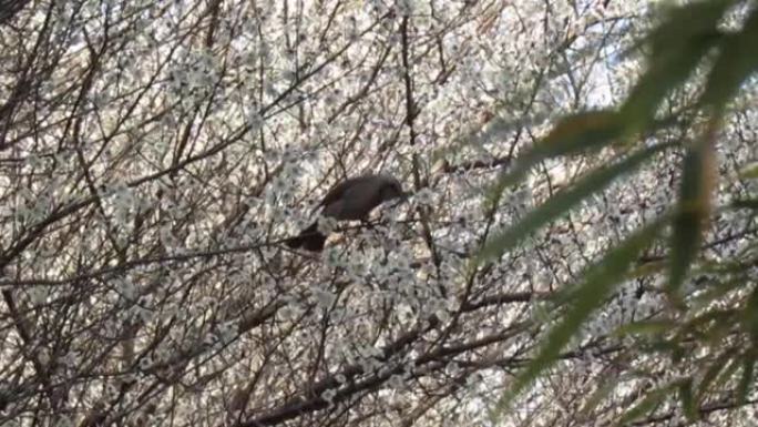 2月。日本。盛开的梅树上的鸟。