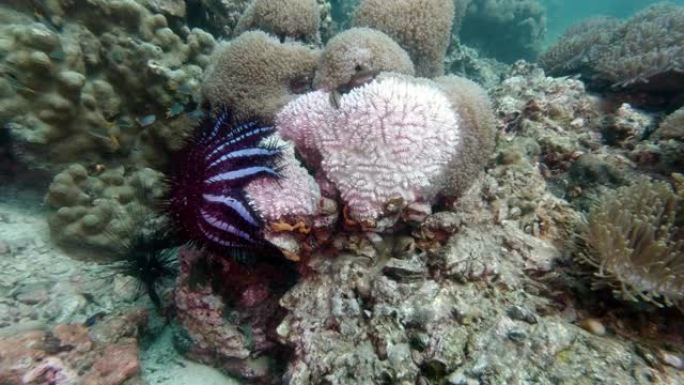 刺冠海星 (Acanthaster planci) 吃珊瑚
