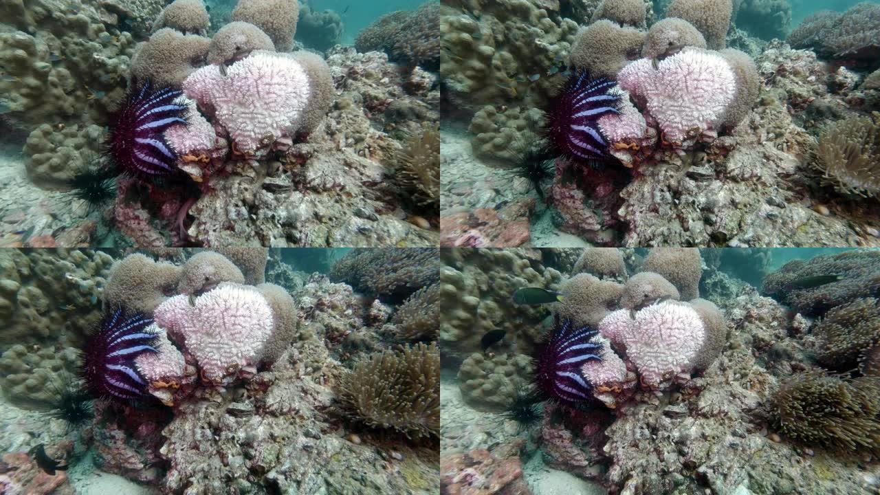 刺冠海星 (Acanthaster planci) 吃珊瑚