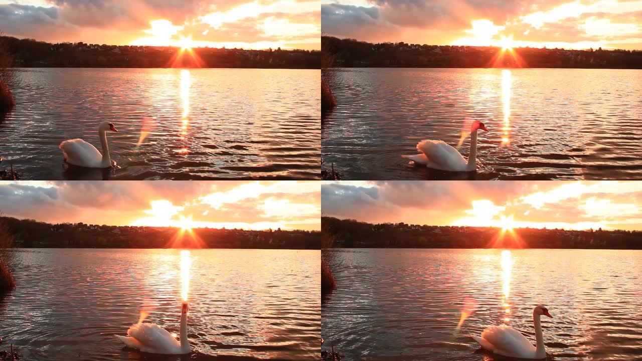 天鹅在湖上的镜头前穿过。