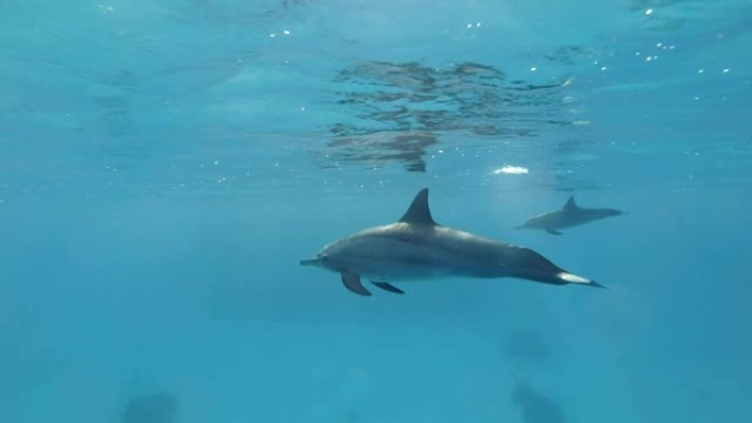 年轻的海豚在早晨的阳光照射下在蓝色的水面下缓慢游泳。慢动作，水下射击。非洲埃及马萨阿拉姆的红海旋转海