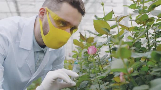 男性植物学家在植物苗圃中进行注射