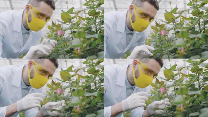 男性植物学家在植物苗圃中进行注射