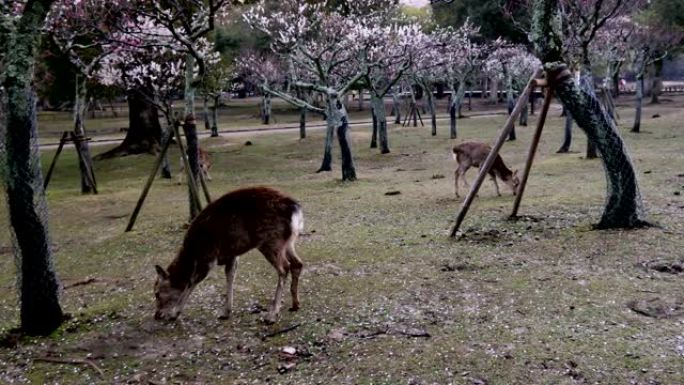 冬天早晨在奈良公园Ume花园的Deers