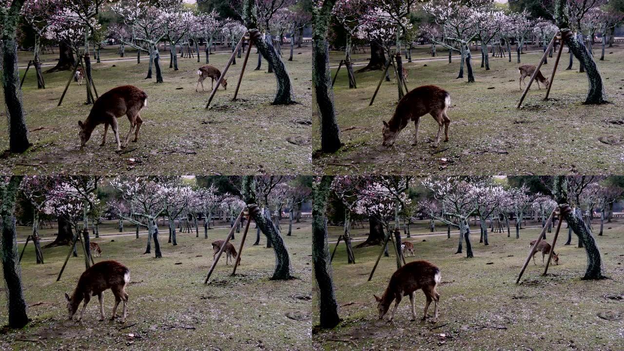 冬天早晨在奈良公园Ume花园的Deers