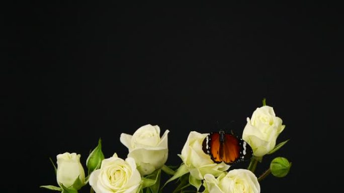 白玫瑰上的老虎蝴蝶