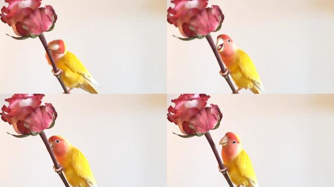 美丽的爱情鸟鹦鹉宠物沉迷于蚕食玫瑰叶。孤立在白色背景上。