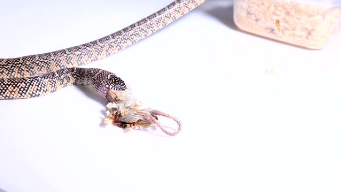 Lamprobeltis getula meansi，俗称阿巴拉契科拉王蛇