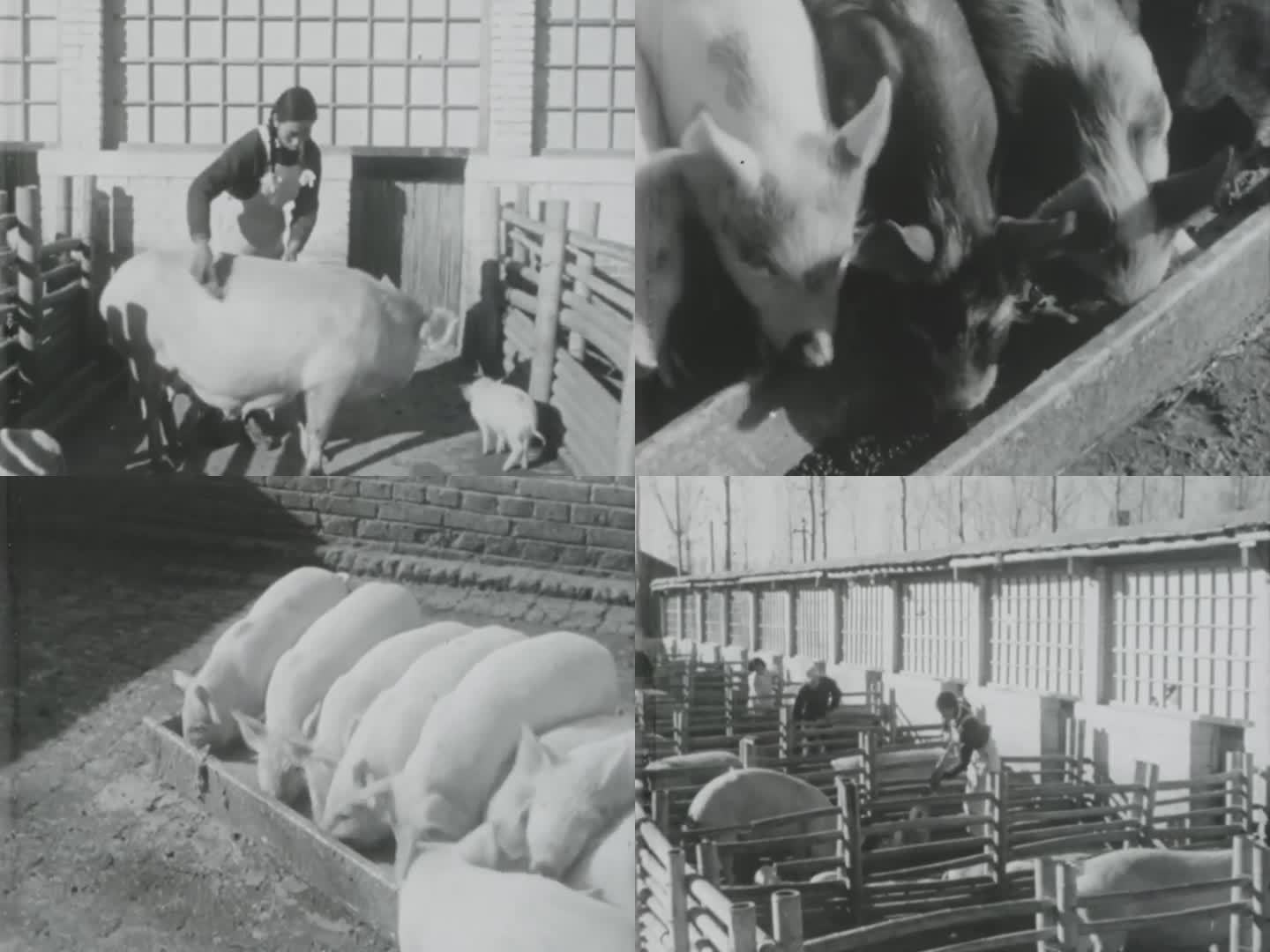60年代 农村养猪