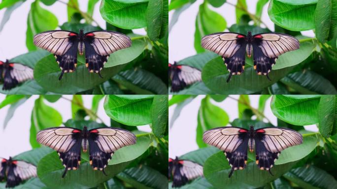 黑蝴蝶在绿叶背景上涂抹翅膀，特写。复制空间