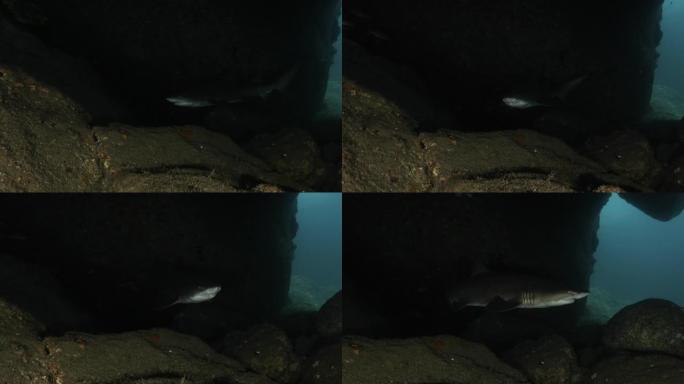 小笠原群岛海底深洞穴中的灰色护士鲨