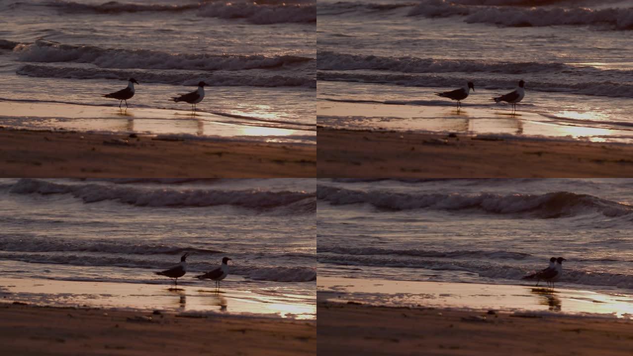 墨西哥湾沿岸海滩日出，海鸥为特色。