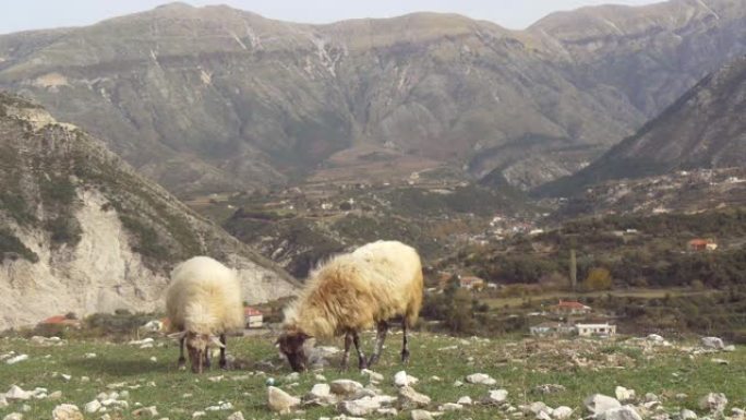 两只绵羊在山上吃草