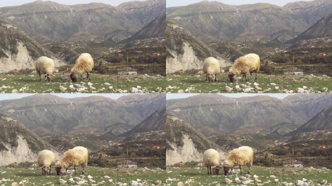 两只绵羊在山上吃草