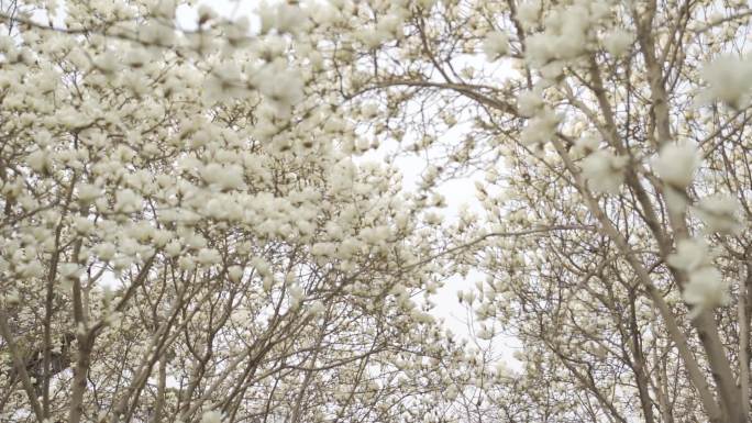 log素材 花季 花海 玉兰 海棠