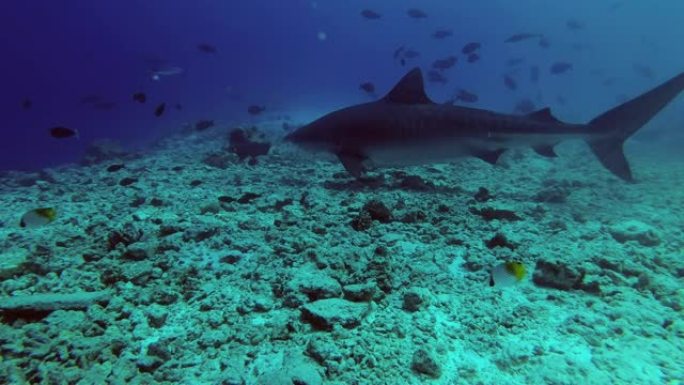 Big Tiger Shark - Galeocerdo cuvier swim over reef