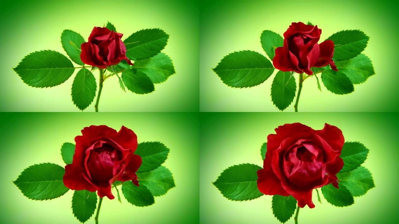 绿色上的红玫瑰延时摄影盛开绽放绽开