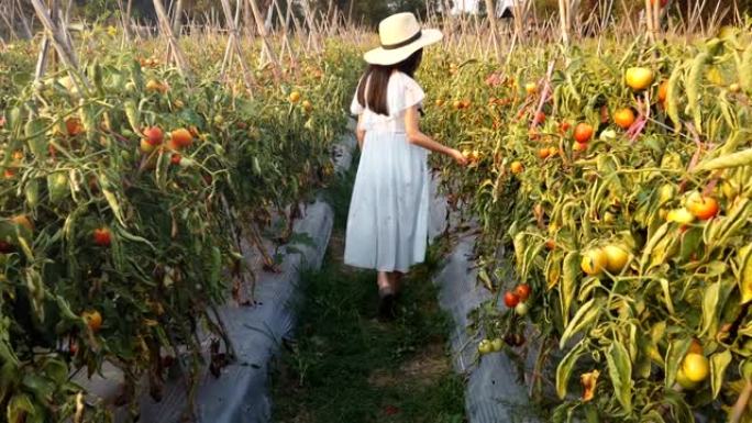 亚洲可爱的小女孩走过有机西红柿在花园里种植蔬菜