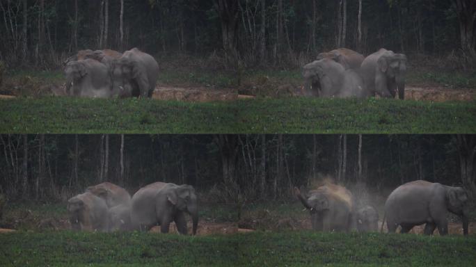 晚上，在泰国亚洲考艾国家公园，亚洲大象家族在森林里吃盐土，这是大象群的特写。慢动作