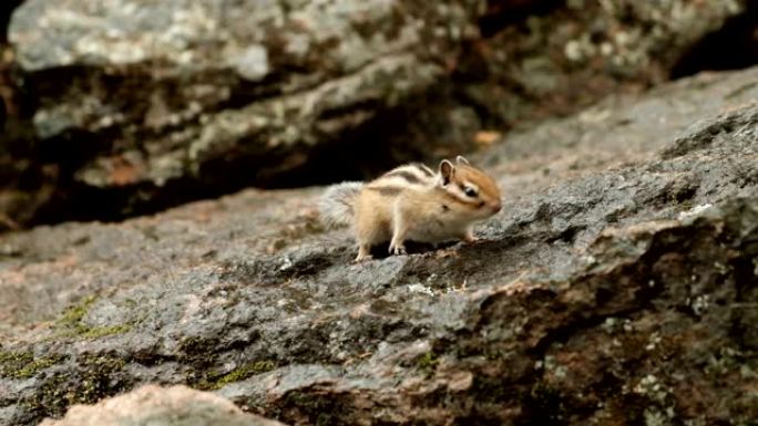 一只可爱的蓬松花栗鼠在岩石上跳跃寻找食物的慢动作。